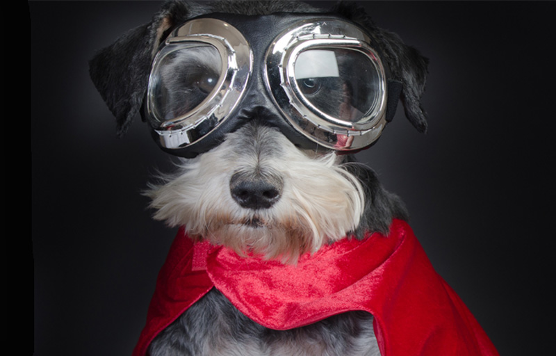 Photo of dog in goggles and cape